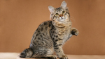 Beautiful American Bobtail