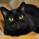  Beautiful Bombay cat