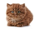 Beautiful British Longhair kitten