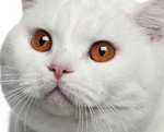 Красивая Британская короткошерстная кошка
