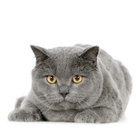 Beautiful Chartreux 