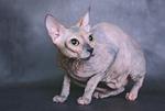 Beautiful Donskoy or Don Sphynx 