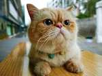 Красивая Экзотическая короткошерстная кошка 