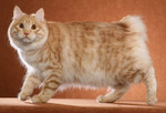 Beautiful Kurilian Bobtail 