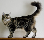 Beautiful Maine Coon 