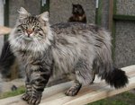 Beautiful Norwegian Forest Cat 