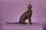 Beautiful Oriental Shorthair