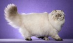 Beautiful Persian cat