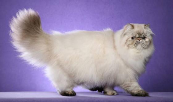 Красивый Персидский кот фото