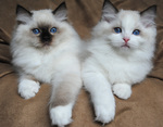 Beautiful Ragdoll kittens