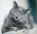 Beautiful Russian Blue