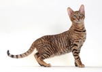 Beautiful Toyger cat