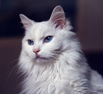 Beautiful Turkish Angora