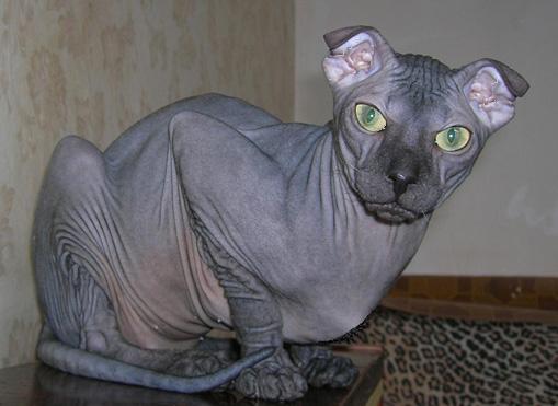Красивый кот породы Украинский Левкой фото