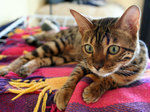 Bengal cat on rug