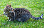 Bengal in nature