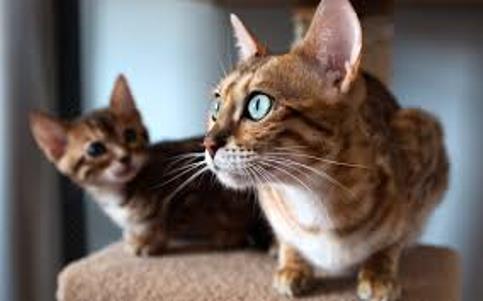 Котята Бенгальской кошки фото