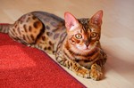 Бенгальская кошка на полу