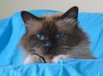 Birman cat blue