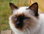 Birman cat face