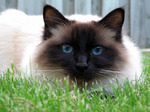 Birman cat on the grass