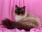 Birman cat pink