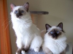 Birman cats