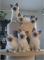 Birman kittens