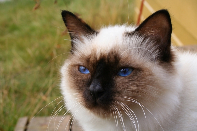 Birman wallpaper