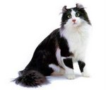 Black and White American Curl 