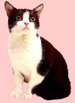 Black and White American Wirehair 