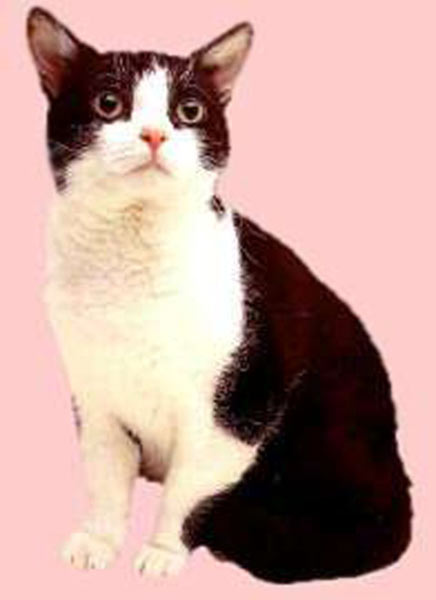Черно-белая Американская жесткошерстная кошка фото