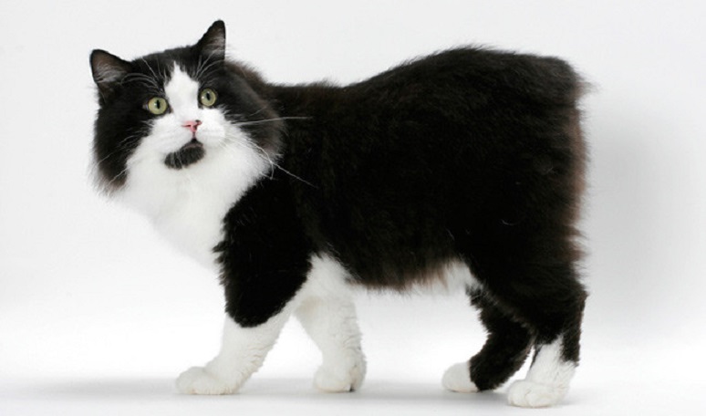 Черно-белый кот породы Кимрик фото