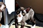 Black and white Devon Rex