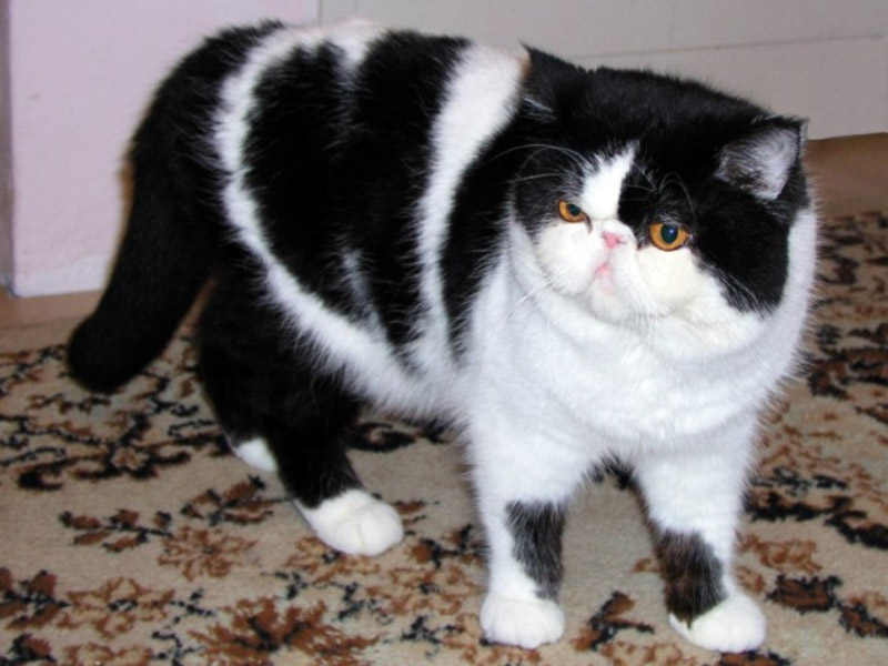 Черно-белая Экзотическая короткошерстная кошка  фото