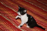 Black and White German Rex kitten