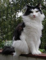 Black and white Norwegian Forest Cat 