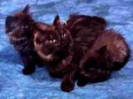 Black British Semi-longhair cats