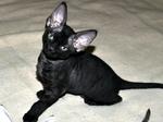 Black Devon Rex