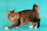 Blue American Bobtail