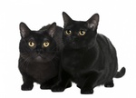 Портрет Бомбейских кошек
