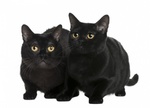 Bombay cats portrait