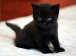 Bombay kitten on the bed