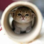 Bonny Abyssinian kitten