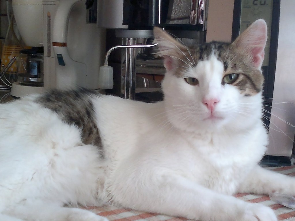 Милый Эгейский кот фото