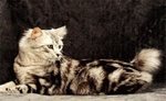 Bonny American Bobtail 