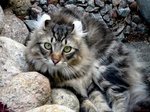 Bonny American Curl 