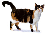 Bonny American Wirehair 