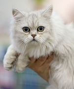 Bonny Asian Semi-longhair