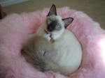 Bonny Balinese cat